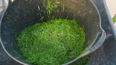 Lastik eldivenli eller yeşil çimleri büyük plastik kovaya döküyor, ağır çekimde. Yüksek kaliteli FullHD görüntüler