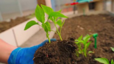 Topraklı biber fidelerinin yakın çekimi. Yüksek kaliteli FullHD görüntüler