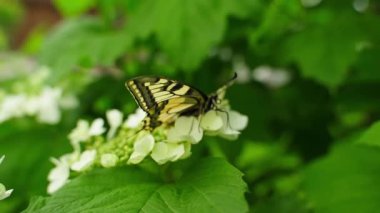 Bulanık arka planda büyük sarı kırlangıç kelebeği. Yüksek kaliteli FullHD görüntüler