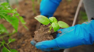 Lastik eldivenli eller fesleğen filizi dikiyor. Yüksek kaliteli FullHD görüntüler
