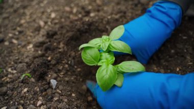 Plastik eldivenli bir kadın sebze bahçesine fesleğen ekiyor, yakın plan. Yüksek kaliteli FullHD görüntüler