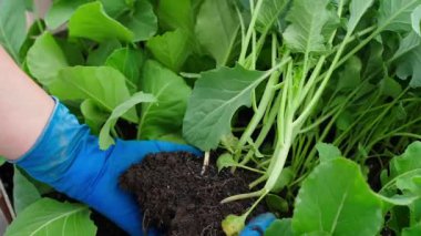 Mavi lastik eldivenli kadın lahana tohumu seçiyor, yakın plan. Yüksek kaliteli FullHD görüntüler