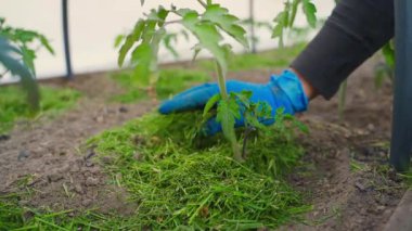 Domates fideleri yetiştirilen bir yatakta çimen biçerek toprağı çimdiklemek. Yüksek kaliteli FullHD görüntüler