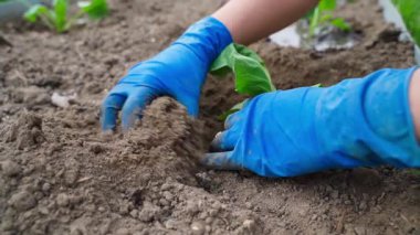 Genç lahana filizlerini sebze bahçesinin toprağına dikme süreci, yavaş çekimde. Yüksek kalite 4k görüntü