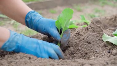 Genç lahana filizlerini sebze bahçesinin toprağına dikme süreci, yavaş çekimde. Yüksek kalite 4k görüntü