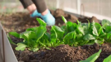 Arka plandaki serada bahçe yatağında çalışan kadın eller. Yüksek kalite 4k görüntü