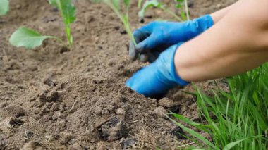 Genç lahana filizlerini sebze bahçesinin toprağına dikme süreci, yavaş çekimde. Yüksek kalite 4k görüntü