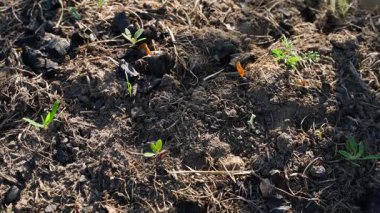 Eldivendeki bir el, bahçe yatağında yabani otları çekiyor, yakın plan. Yüksek kalite 4k görüntü