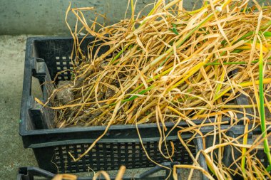 Sarımsak hasadı depoda, yakın plan..