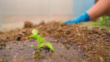 Seradaki bir yatağa yeni dikilmiş Bulgar biberi filizi, yakın plan. Arka planda eldivenli bir kadın çalışıyor. Yüksek kaliteli FullHD görüntüler