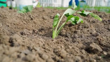 Genç lahana tohumu sulandırılıyor, yakın plan. Yüksek kaliteli FullHD görüntüler