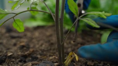 Mavi lastik eldivenli kadın eller seradaki bir yatakta domates fidelerinin alt yapraklarını kesiyor, yakın plan. Yüksek kaliteli FullHD görüntüler