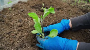 Mavi lastik eldivenli kadın eller seradaki bir yatağa patlıcan tohumları yerleştiriyor, yakın plan. Yüksek kaliteli FullHD görüntüler