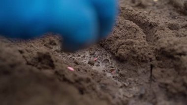 Mavi lastik eldivenli kadın eller seradaki bir yatağa salatalık tohumu eker, yakın plan. Yüksek kaliteli FullHD görüntüler