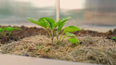 Seradaki bezelye yatağında büyüyen genç patlıcan, yakın plan. Yüksek kaliteli FullHD görüntüler