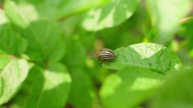 Colorado patates böceği patates yaprağının üzerinde oturuyor, yakın plan. Yüksek kaliteli FullHD görüntüler