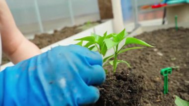 Elinde dolma biber tohumu tutan mavi lastik eldivenli kadın elleri, yakın plan. Yüksek kaliteli FullHD görüntüler