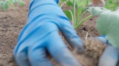 Lastik eldivenli bir kadın, güneşli bir günde bahçeye lahana tohumu dikiyor. Yüksek kalite 4k görüntü