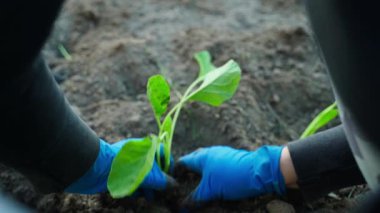 Mavi lastik eldivenli kadın eller sebze bahçesine lahana tohumu ekiyor, yakın plan, yavaş çekim. Yüksek kaliteli FullHD görüntüler