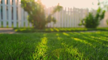 Günbatımının arka planında yeşil çimenler, yeşil çimlere düşen güneş ışınları. Yüksek kaliteli FullHD görüntüler