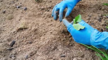 Lastik eldivenli bir kadın, güneşli bir günde bahçeye lahana tohumu dikiyor. Yüksek kalite 4k görüntü
