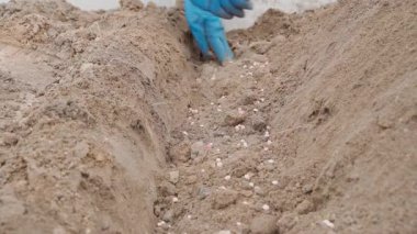 Mavi lastik eldivenli kadın eller bir bahçe yatağının toprağına patates tohumu eker, yakın plan. Yüksek kalite 4k görüntü