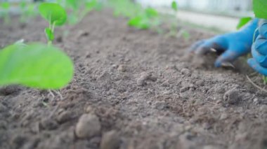 Bahçe yataklarında çalışan mavi lastik eldivenli kadın eller, yakın plan. Yüksek kaliteli FullHD görüntüler