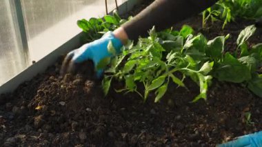 Eldivenli bir kadın seradaki bir yatakta domates fideleriyle ilgileniyor, yakın plan. Yüksek kalite 4k görüntü