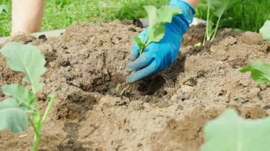 Lastik eldivenli bir kadın, güneşli bir günde bahçeye lahana tohumu dikiyor. Yüksek kalite 4k görüntü