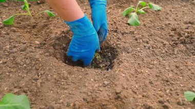 Lastik eldivenli bir kadın, güneşli bir günde bahçeye lahana tohumu dikiyor. Yüksek kalite 4k görüntü