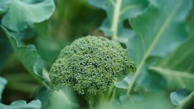 Büyüyen brokoliyle sebze bahçesi yatağı, yakın plan. Yüksek kaliteli FullHD görüntüler