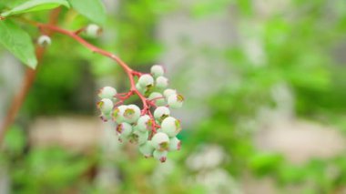 Olgunlaşmamış yeşil yaban mersinli dal, bulanık arkaplanda yakın plan. Yüksek kaliteli FullHD görüntüler