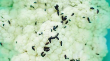 Karnabahar yiyen siyah böcekler, yakın plan. Yüksek kaliteli FullHD görüntüler