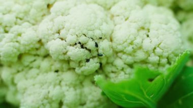 Carpophilus hemipterus karnıbaharın içinde sürünüyor. Yüksek kaliteli FullHD görüntüler