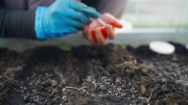 Cımbız kullanarak seradaki bir yatağa tohum ekmek, yakın plan. Yüksek kaliteli FullHD görüntüler