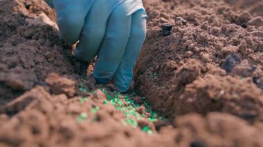 Mavi kauçuk eldivenli bir el sebze bahçesinin toprağına soğan tohumları eker, yavaş çekimde. Yüksek kaliteli FullHD görüntüler