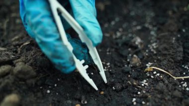 Cımbız kullanarak seradaki bir yatağa tohum ekmek, yakın plan. Yüksek kaliteli FullHD görüntüler