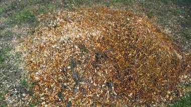 Ağaç dallarını doğradıktan sonra yakın plan çekimde talaş yığını. Yüksek kaliteli FullHD görüntüler
