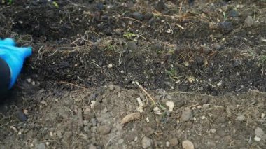 Mavi kauçuk eldivenli bir kadın, bahçe yatağındaki toprağı düzleştirir, yakın plan. Yüksek kalite 4k görüntü