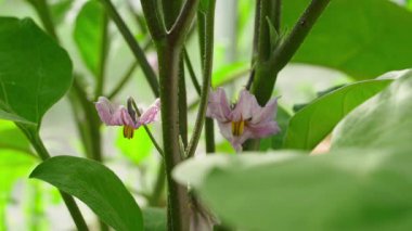 Mor patlıcan çiçekleri, yakın plan. Yüksek kalite 4k görüntü