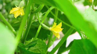 Çiftlikte çiçek açan genç salatalıklar, yakın plan. Yüksek kalite 4k görüntü