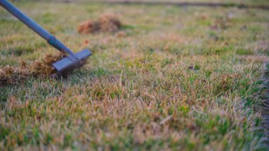Kuru otları temizlemek için çimleri tırmıkla. Kıştan sonra çimleri temizliyorum. Yüksek kaliteli FullHD görüntüler