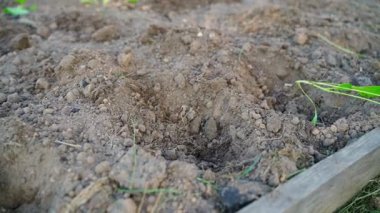 Mavi lastik eldivenli bir kadın sebze bahçesindeki bir deliğe lahana filizi koyar, ağır çekimde. Yüksek kaliteli FullHD görüntüler