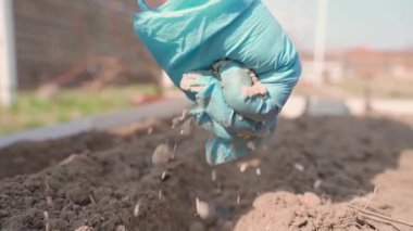 Havuç tohumlarını sebze bahçesi yatağına kum ile ekme süreci, yavaş çekimde. Yüksek kaliteli FullHD görüntüler