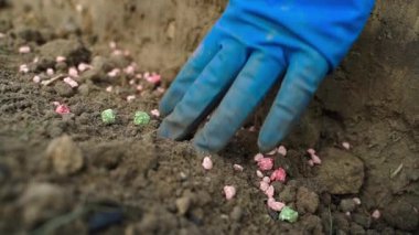 Tohum patatesleri toprağa yakın planda mineral gübreyle yerleştiriliyor. Yüksek kaliteli FullHD görüntüler