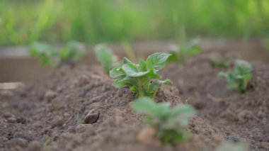 Sebze bahçesindeki bulanık bir arka planda filizlenmiş taze patates filizleri. Yüksek kaliteli FullHD görüntüler