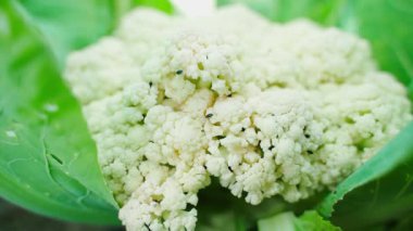 Karnabahar yiyen siyah böcekler. Bahçedeki sebzeler için böcek böcekleri. Yüksek kaliteli FullHD görüntüler