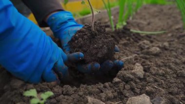 Bahçeye domates tohumu ekme işlemi, yakın plan. Yüksek kaliteli FullHD görüntüler