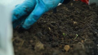 Lastik eldivenli bir el seradaki bir yatakta çalışır, yakın plan. Yüksek kaliteli FullHD görüntüler