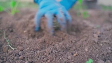 Mavi lastik eldivenli kadın bahçedeki toprağı yavaş çekimde düzleştiriyor. Yüksek kaliteli FullHD görüntüler